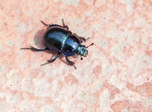 Dung beetle (Scarab). Beetle of the family of dung-diggers. Body convex, oval, length 14 to 21 mm, bright blue color, shiny. The scarab beetle is one of the most revered symbols in Egypt. The priests believed that the image of a scarab will decorate