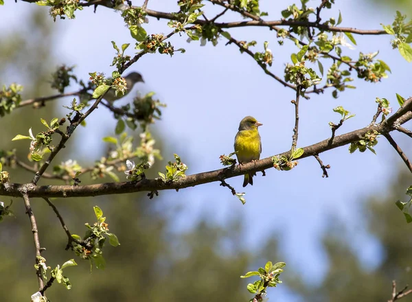 Grönfink Gren Ett Blommigt Päron Det Fågel Inte Större Sparv — Stockfoto