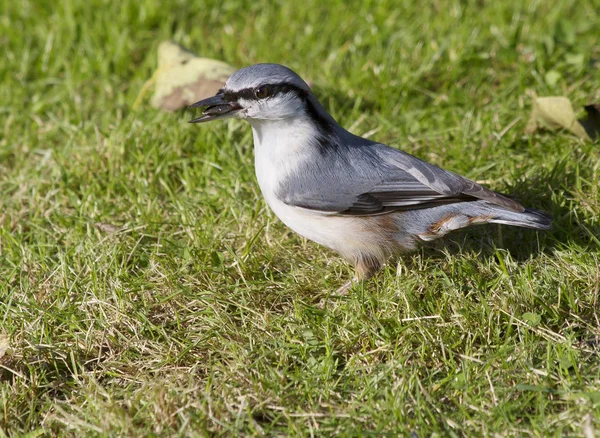 Nötväcka Den Här Fågeln Duglig Till Flytta Brant Stammen Upp — Stockfoto