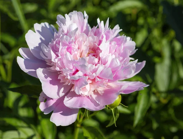 Розовый Пион Пион Древнее Растение Большое Соцветие Терри Нежных Оттенков — стоковое фото