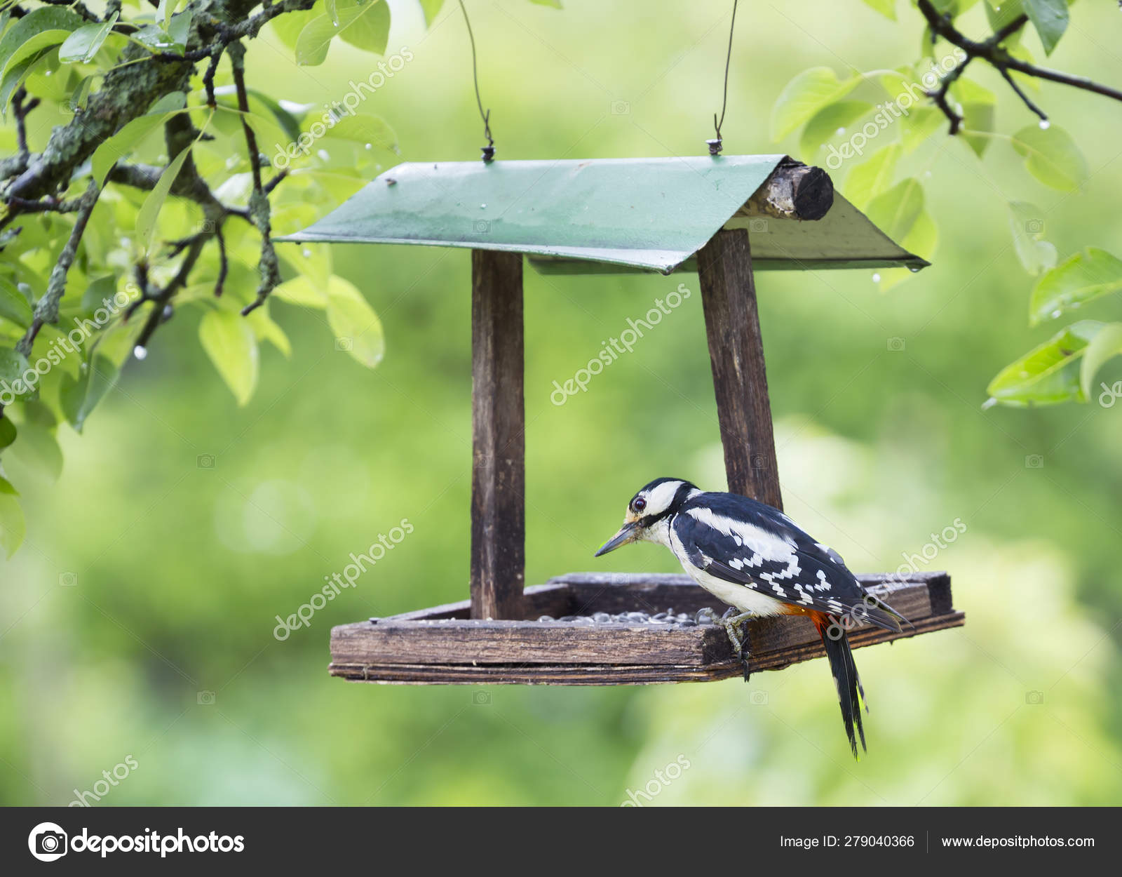 Great Spotted Woodpecker Sitting Bird Feeder Bird Size Large Thrush Stock Photo Image By C Galsavi Ya Ru 279040366