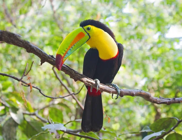 Bird Toucan Sitting Branch Toucans Huge Beak Look Were Drawn — Stock Photo, Image