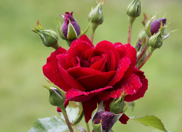 Rosa Roja Las Rosas Son Hermosas Flores Estricta Época Victoriana — Foto de Stock