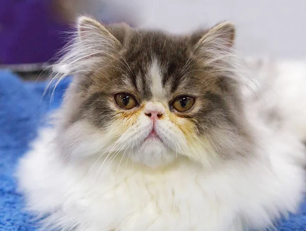 Persian cat. Persian cat is a real aristocrat of the cat world. Upturned nose of the Persians is a distinctive feature of the breed. Persian kittens  cute fluffy balls that will impress even the most sullen and unsociable person.