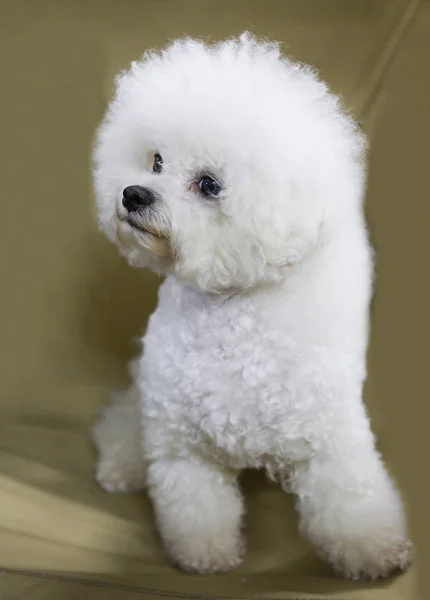 Bichon Frise Dog Bichon Frise Decorative Dog Curly Snow White — Stock Photo, Image