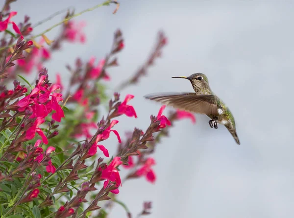Hummingbird. It is the smallest bird on the globe. This is one of the most beautiful creations of nature. It is called \