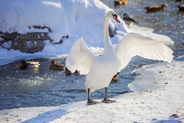 Cygne Blanc Lac Hiver Son Élégance Swan Acquiert Grâce Son — Photo