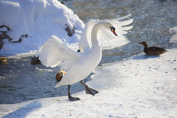 Cisne Branco Lago Inverno Sua Elegância Swan Adquire Devido Pescoço — Fotografia de Stock