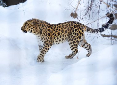 Amur leopard. The far Eastern leopard, or Amur leopard, or Amur leopard is a predatory mammal of the cat family. A unique species in danger of extinction. clipart