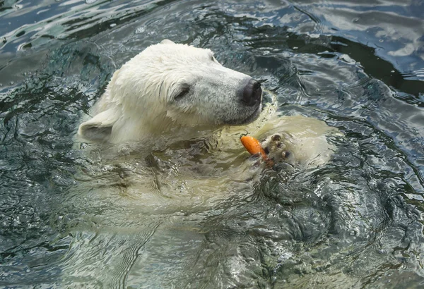 Polar bear swims in the water. Polar bear is a typical inhabitant of the Arctic. The polar bear is the largest member of the entire Carnivora.