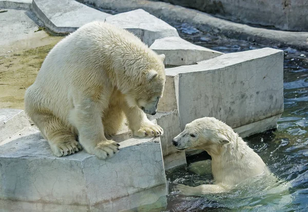 北极熊 两个成年幼崽北极熊是北极地区典型的居民 北极熊是整个食肉动物中最大的成员 — 图库照片