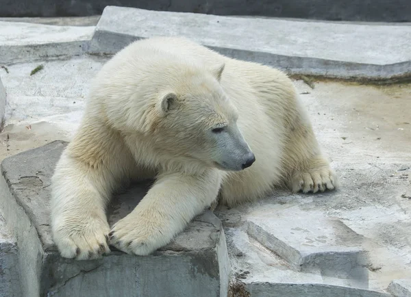 北极熊 北极熊是北极地区典型的居民 北极熊是整个食肉动物中最大的成员 — 图库照片