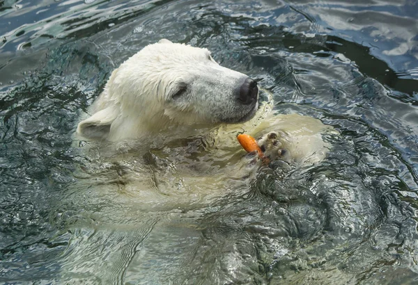 Polar Bear Zwemt Het Water Polar Bear Een Typische Inwoner Stockafbeelding