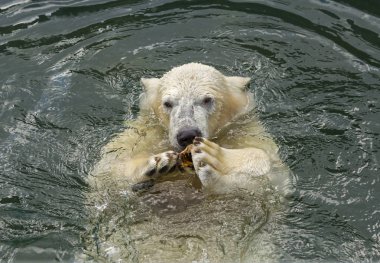 Kutup ayısı suda yüzer. Kutup ayısı Kuzey Kutbu'nun tipik bir sakinidir. Kutup ayısı tüm Carnivora'nın en büyük üyesidir..