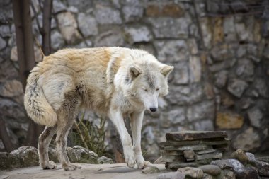 Tundra kurdu. Tundra kurdu Rusya'da yaşayan ortak kurttur. Tundra kurdunun yaşam alanı, Avrupa yakasının tundra ve orman-tundra bölgesini ve Sibirya'yı, Kuzey Kutbu kıyılarına kadar ve Kamçatka'yı kapsıyor..