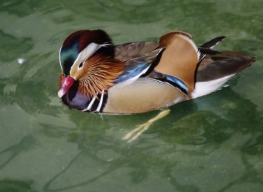 Mandarin ördeği. Mandarin ördeği gezegenimizin en güzel kuşlar biridir... Tabii ki, Drake hakkında konuşuyorsun. Ördek ama mütevazi boyalı şık ve zarif, da. Mandarin ördekleri yaşam Doğu Asya'da alanıdır.