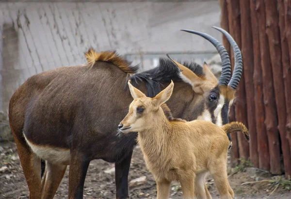 Antilope Sable Avec Veau Grande Mince Exquise Couleur Noire Blanche — Photo