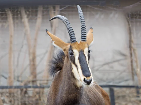 Antilope Zibellino Grande Sottile Squisito Colore Bianco Nero Uno Degli — Foto Stock