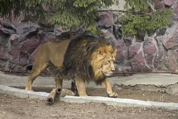 Lion Lion Est Une Espèce Mammifères Prédateurs Des Quatre Représentants — Photo