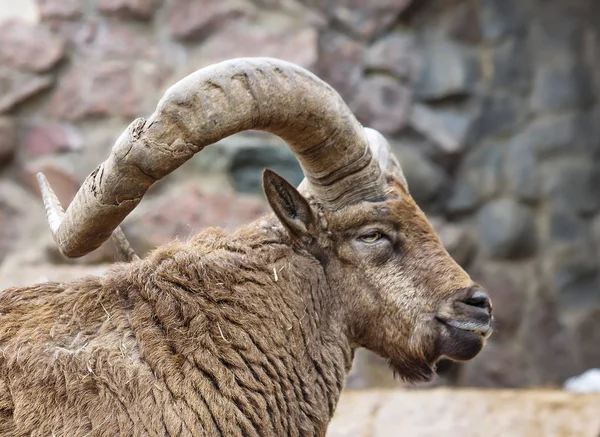Mountain sheep. Argali is a mountain sheep with a steep curved heavy horns, forcing the beast to hold his head high.
