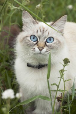 Kedi ırkı Sibirya Neva maskesi. Adı Neva maskeli kedi gizemli onu büyüleyici yüzünü kapsayan, karanlık maske arkasında tam olarak var.