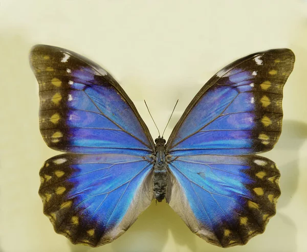 Morpho Butterfly Morpho Perhonen Asuu Kaakkoisen Brasilian Trooppisten Vuoristometsien Katon — kuvapankkivalokuva