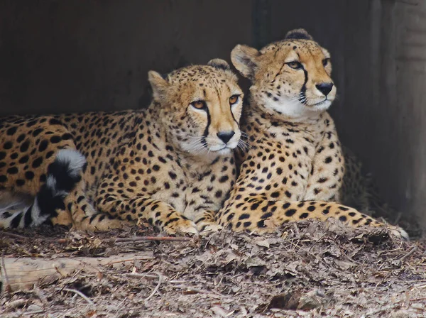 Пара Гепардов Cheetah Predatory Mammal Cat Family Lives Most Countries — стоковое фото