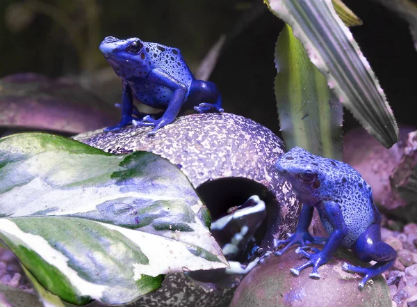 Blue poisonous frog. The most beautiful frog. The frog is bright blue. The venom of this creature can kill the largest predator and even humans.