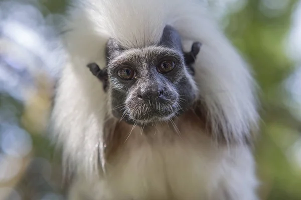 Cotton-top Tamarin Monkey. The cotton-top tamarin is a small monkey weighing less than 0.5 kg (1.1 lb). This Monkey can live up to 24 years old, but most of them die at 13 years old. One of the smallest primates.