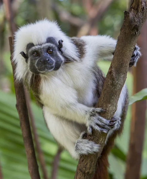 Cotton-top Tamarin Monkey. The cotton-top tamarin is a small monkey weighing less than 0.5 kg (1.1 lb). This Monkey can live up to 24 years old, but most of them die at 13 years old. One of the smallest primates