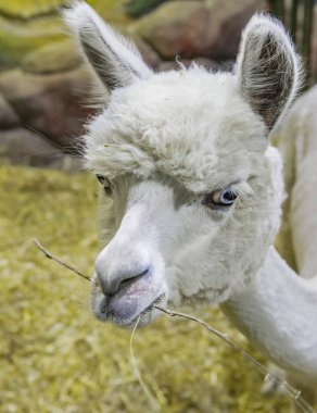 Lama (Alpaca). Evcil hayvan. Alpaca Güney Amerika 'nın Alp kuşağında (And Dağları) yetişir. Yuva için sıcak ve yumuşak yorgan, battaniye ve giysi ve kürk yapımında kullanılan yün kesmek için yetiştirilir..