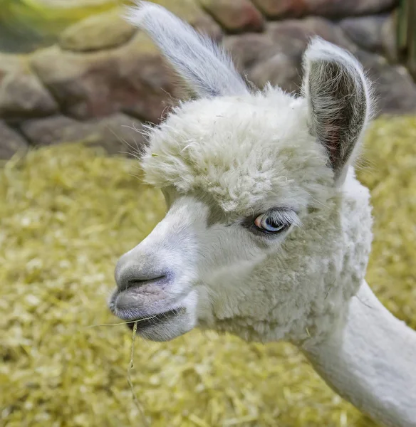 Lama (Alpaca). Evcil hayvan. Alpaca Güney Amerika 'nın Alp kuşağında (And Dağları) yetişir. Yuva için sıcak ve yumuşak yorgan, battaniye ve giysi ve kürk yapımında kullanılan yün kesmek için yetiştirilir..