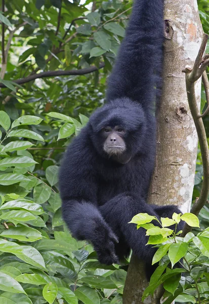 Siamang Gibbon Peludo Negro Siamang Una Especie Primate Familia Gibbon — Foto de Stock