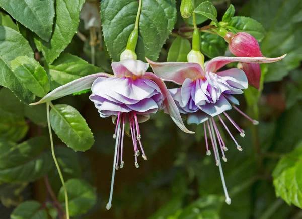 Fuchsia Çiçeği Zarif Görünümlü Bir Çiçek Uzun Bir Çiçek Dönemi — Stok fotoğraf