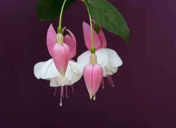 Fuchsia Çiçeği Zarif Görünümlü Bir Çiçek Uzun Bir Çiçek Dönemi — Stok fotoğraf