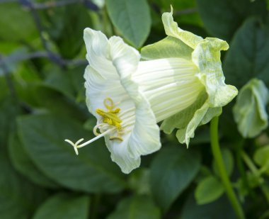 Kobaa çiçeği. Cobaea, Amerika 'nın tropikal ve astropikal bölgelerinin dağ yağmur ormanlarında doğal olarak yetişen bir sarmaşıktır. Çiçek açan türler bahçelerde dikey bahçe işlerinde kullanılır..