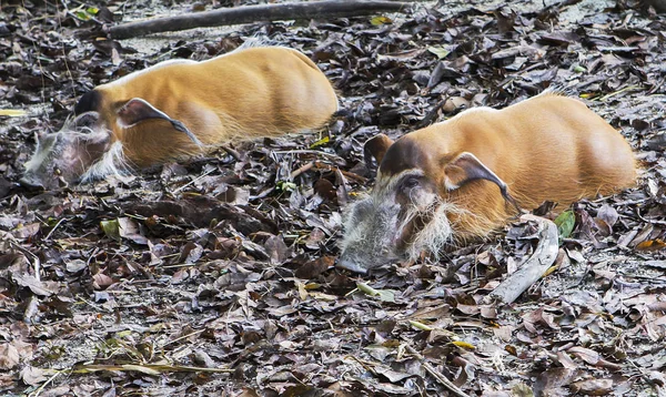 Red River Hog Dia Memiliki Telinga Yang Sangat Menarik Warna — Stok Foto