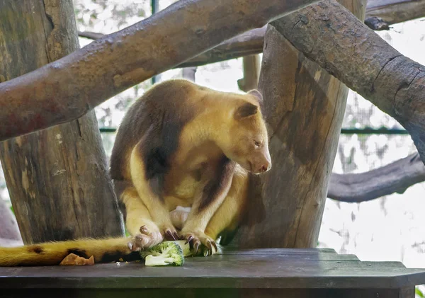 Wallaby, tree kangaroo. It lives in New Guinea. They are forest dwellers, live in trees and eat plant food. On trees and lianas they move very easily, in than them help their thorny her claws.