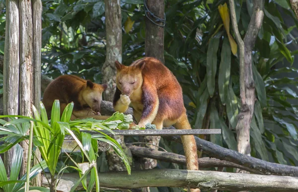 Wallaby Tree Kangaroo Lives New Guinea Forest Dwellers Live Trees — 图库照片