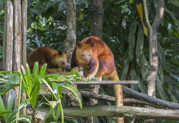 Wallaby Tree Kangaroo Lives New Guinea Forest Dwellers Live Trees — 图库照片