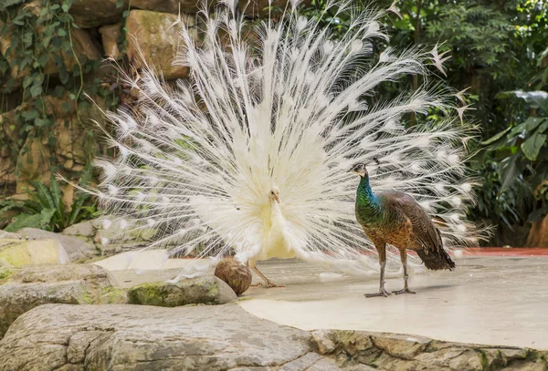 Egy Pár Páva Peacocks Tartják Egyik Legszebb Legcsodálatosabb Madarak Földön — Stock Fotó