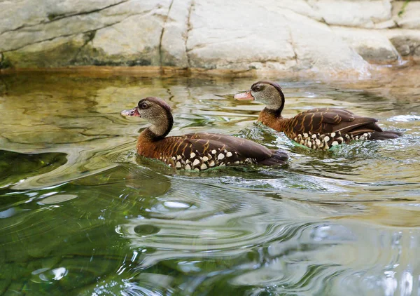 Canard Siffleur Repéré Canard Siffleur Repéré Canard Bois Repéré Une — Photo