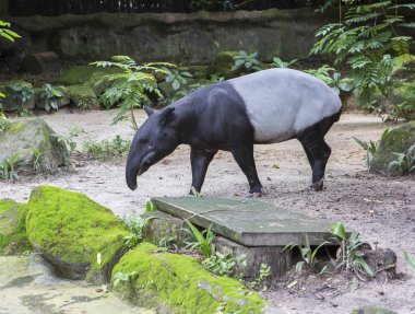 Malezya tapiri. Tapir hayvan otoburu. Bu oldukça görkemli bir hayvan, güçlü bacakları, kısa kuyruğu ve ince bir boynu var..