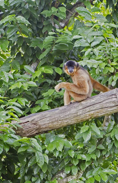 Witwanggibbon Deze Primaten Hebben Zeer Lange Armen Leven Noord Vietnam — Stockfoto
