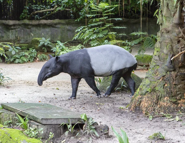 Tapir Malais Tapir Herbivore Animal Est Animal Plutôt Majestueux Qui — Photo