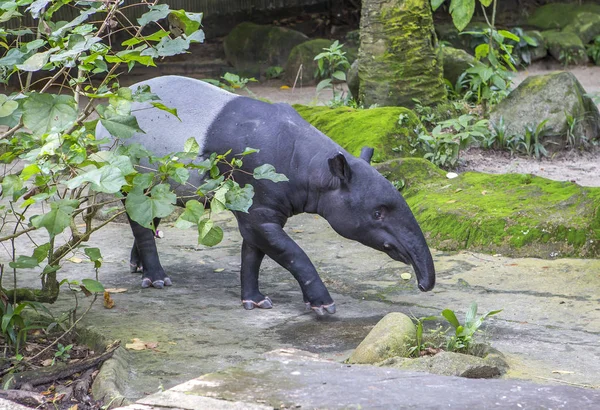 Tapir Malayo Tapir Herbívoro Animal Este Animal Bastante Majestuoso Que —  Fotos de Stock