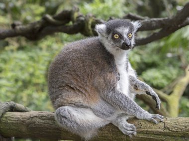 Lemur. Bu lemurlar uykudayken çok ilginç bir poz alırlar: başlarını pençelerinin arasına saklarlar ve kuyruklarını omuzlarına atarlar..