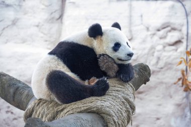 Dev Panda. Ayıgiller familyasından siyah-beyaz renkli bir memeli türüdür. Büyük Panda sadece Çin 'in birkaç batı eyaletinin dağ ormanlarında bulunur..