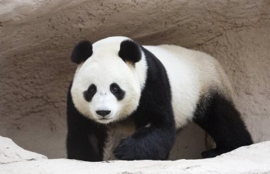 Dev Panda. Ayıgiller familyasından siyah-beyaz renkli bir memeli türüdür. Büyük Panda sadece Çin 'in birkaç batı eyaletinin dağ ormanlarında bulunur..