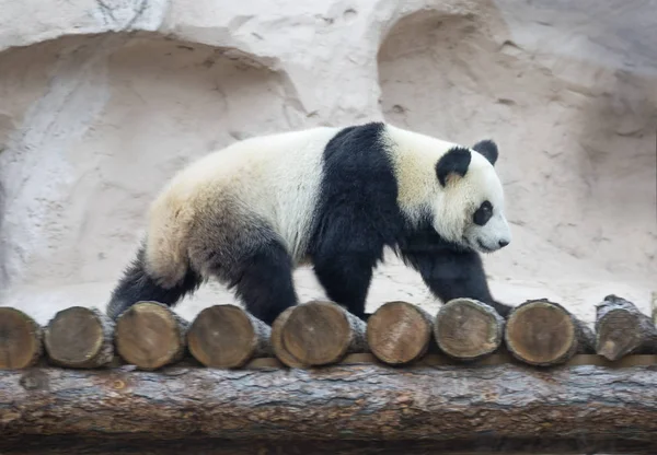 Giant Panda bear. It is a mammal of the bear family with a peculiar black-and-white coat color. The big Panda is found only in the mountain forests of several Western provinces of China.